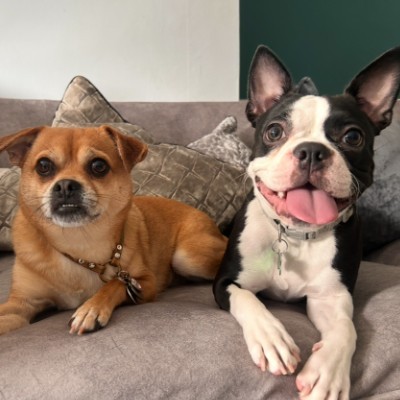Little Gremlins